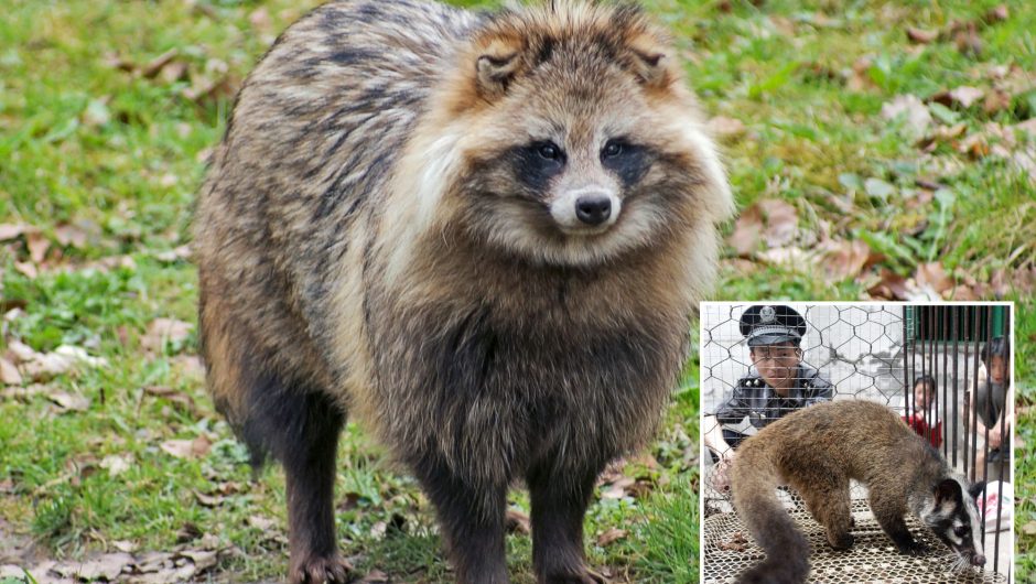 COVID-19 pandemic may have originated in raccoon dogs in China: report